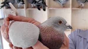 When a bird exposed to the flu is opened, the doctors notice that it has hemorrhages in the respiratory tract and on the mucous membranes of the digestive tract. Deadly Pigeon Virus Pops Up In Victoria Abc News