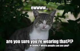 Well, actually wearing cat clothes, useful or just a style? For Someone Who Never Wears Clothes This Cat Knows A Lot About Fashion Lolcats Lol Cat Memes Funny Cats Funny Cat Pictures With Words On Them