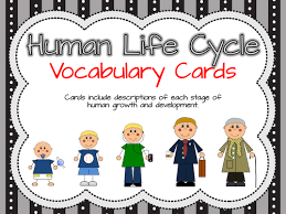 Human life cycle clipart   BBCpersian  collections      a good persuasive essay topic yahoo answers    
