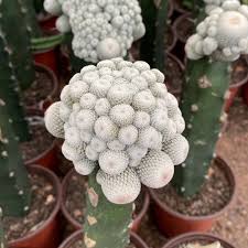 Here you can buy a cactus or succulent from our online shop. Live Plants Bonsai Cactus Plants Online Epithelantha Bokei Tree Grafted Varieties Of Mini Cactus Plants Buy Cactus Plants Cactus Plants Online Varieties Of Cactus Plants Product On Alibaba Com