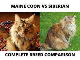 maine vs siberian cats