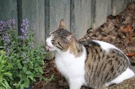Garden mint can cause gastrointestinal upset to cats if she consumed in higher quanity. Ggbceg311sbism