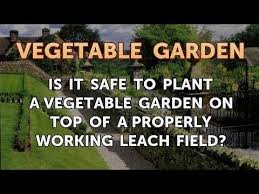 Is It Safe To Plant A Vegetable Garden