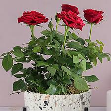 red rose plant singapore gift red