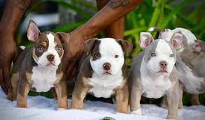 WHAT IS A POCKET SIZE AMERICAN BULLY? MICRO VS POCKET, STANDARD, XL & THE  EXOTIC BULLY | Venomline