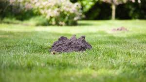 how to get rid of moles in your yard