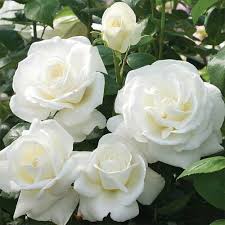 Well Watered Rosa White Rose Live Plant