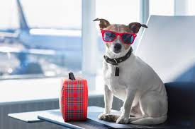 travel with your emotional support dog