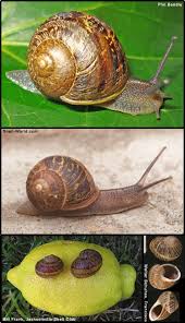 brown garden snail cantareus aspersa