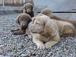Pond hollow has produced outstanding chesapeake bay retriever puppies for hunting, conformation, field competitions, obedience, tracking, agility and. View Ad Chesapeake Bay Retriever Puppy For Sale Near Oregon Chiloquin Usa Adn 04504878780