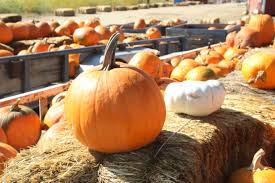 Maybe you would like to learn more about one of these? Sutherland Farms Annual Pumpkin Patch Open Through Halloween