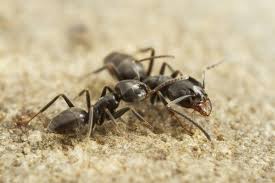 terranean ants successfully