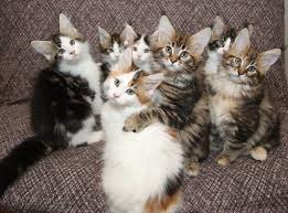 26 may at 01:28 ·. Sarajen Maine Coon Cats For Sale Maine Coon Kittens