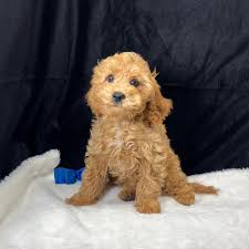 toy cavapoo puppies in texas