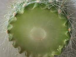 To remove a finger callus, soak it in warm water, and then rub it with a pumice stone or exfoliating scrub. Cactus Rot Help Is This A Good Callus Info In Comments Cactus