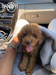 smart toy poodle chocolate available
