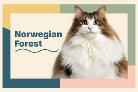 The norwegian forest cat is a friendly and gentle cat does not demand constant petting and attention and is normally fond of all members of the family. Norwegian Forest Cat Breed Information Characteristics Daily Paws