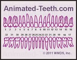 Quizzes Universal Teeth Numbering System Tooth Identification