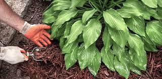 hostas planting maintaining a shade