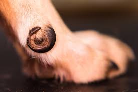 dog paw problems 9 common issues