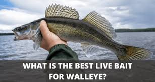 best live bait for walleye sport