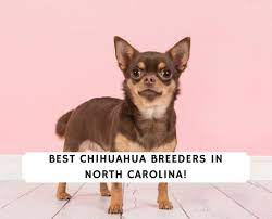 6 best chihuahua breeders in north