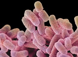 Salmonella are bacteria that can infect the intestinal tract, leading to diarrhea and other symptoms. What The Public Should Know During A Salmonella Outbreak Food Poison Journal