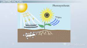 Limiting Factors Of Photosynthesis