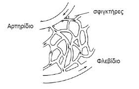 Αποτέλεσμα εικόνας για τριχοειδη αγγεια