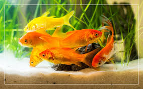 goldfish laying eggs signs behavior