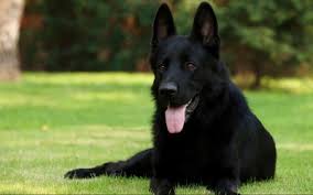 Short haired german shepherds are the classic gsd. 7 Things You Didn T Know About The Black German Shepherd Animalso