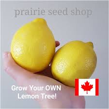 lemon tree seeds free gift grow your