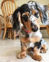 long haired miniature dachshund long