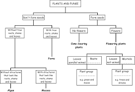 Plants And Fungi Flow Chart Plant Classification Plants
