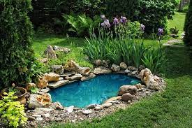 Thriving Backyard Water Garden