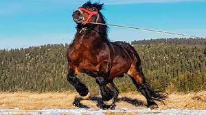 Se crede că au fost prima dată domesticiţi caii nu trebuie să fie neapărat mari, cât foarte corect și armonios conformați, echilibrați. Armasar De Monta 2018 Cai De Rasa Youtube