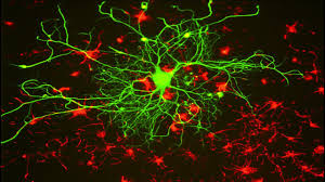 Sinapsis y funcionamiento de las neuronas - YouTube
