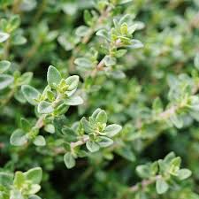 german thyme common thyme winter