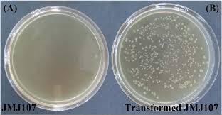 a growth of e coli jmj107 strain in