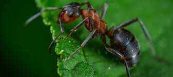 carpenter ant bite the dangers these