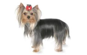 Yorkshire Terrier Dog Breed Information Pictures