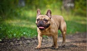Naming a female french bulldog might seem like a huge challenge, but there are actually so many places to find amazing inspiration. French Bulldog Facts And Information Petcoach