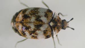carpet beetles seen indoors