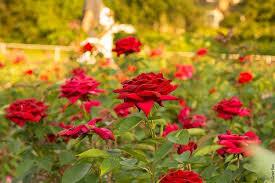 3 picture of lyndale park rose garden