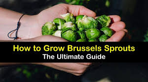How To Grow Brussels Sprouts Easy