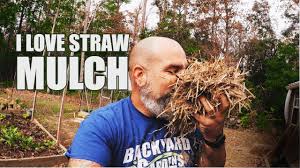 using straw as mulch