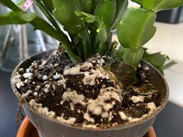 white mold on my houseplant soil