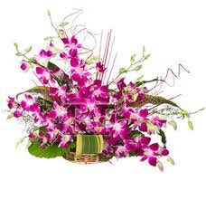 hyderabad exotic orchids flowers