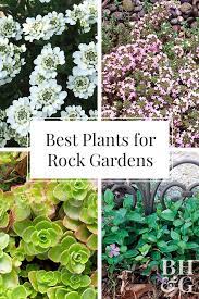 21 Colorful Rock Garden Plants That