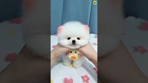 pomeranian dog toy pom teacup dog